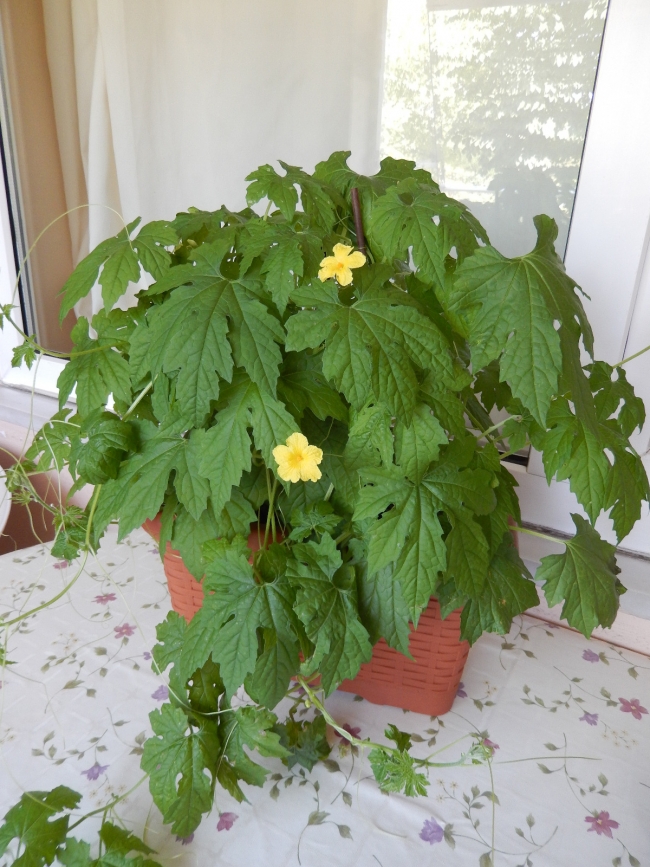 Doğa özlemi çekenler hasretlerini şehirde tarımla gideriyor